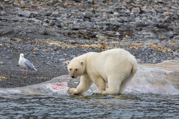 Scavenging Polar bear