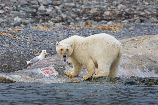 Scavenging Polar bear