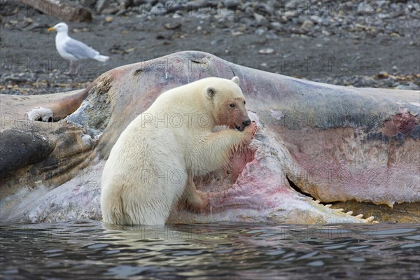 Scavenging Polar bear