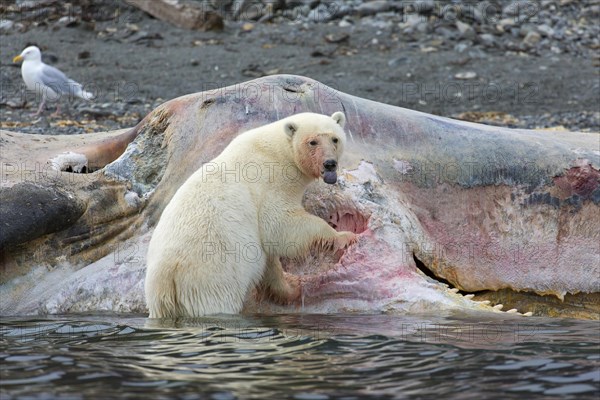 Scavenging Polar bear