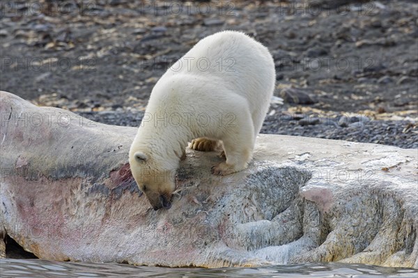 Scavenging Polar bear