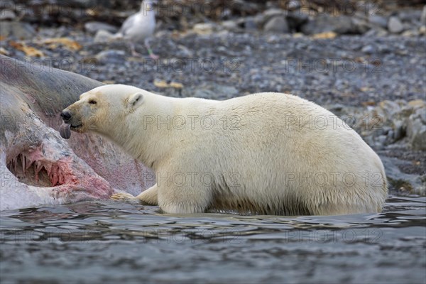 Scavenging Polar bear