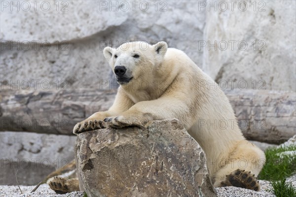 Polar bear