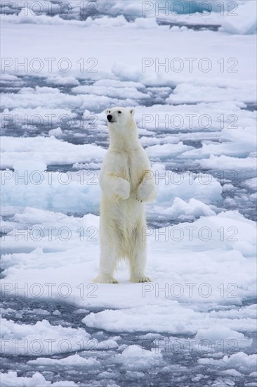 Polar bear