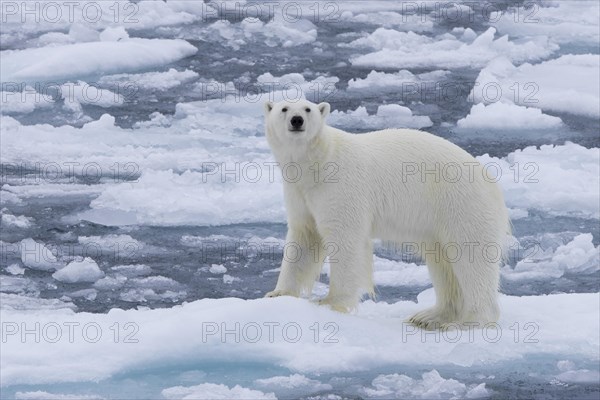 Lone polar bear