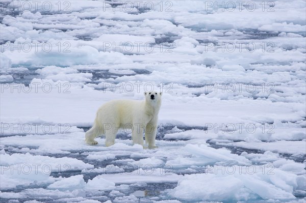 Lone polar bear