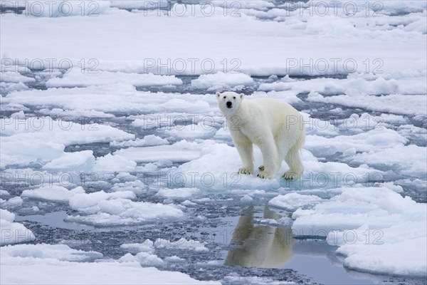 Lone polar bear