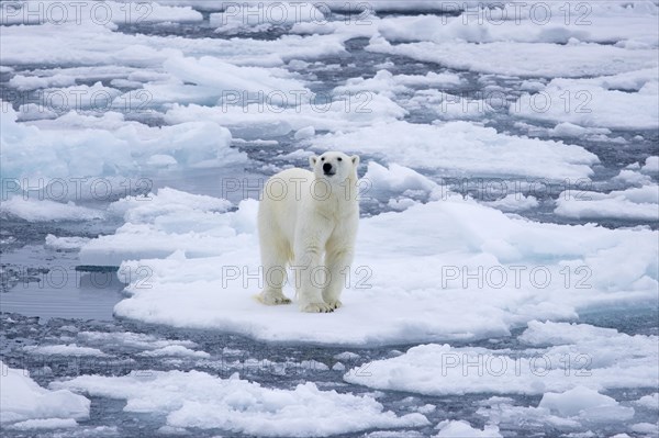 Lone polar bear