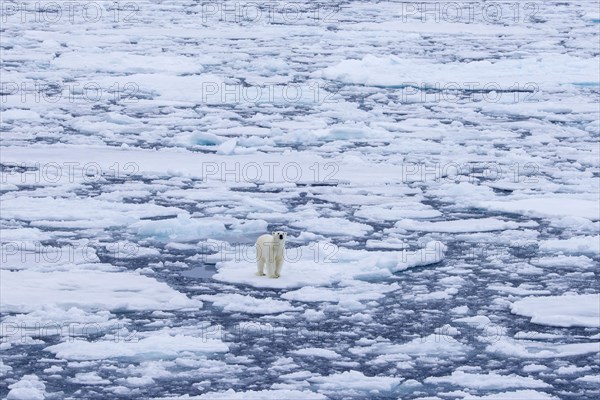 Lone polar bear