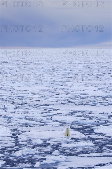 Lone polar bear