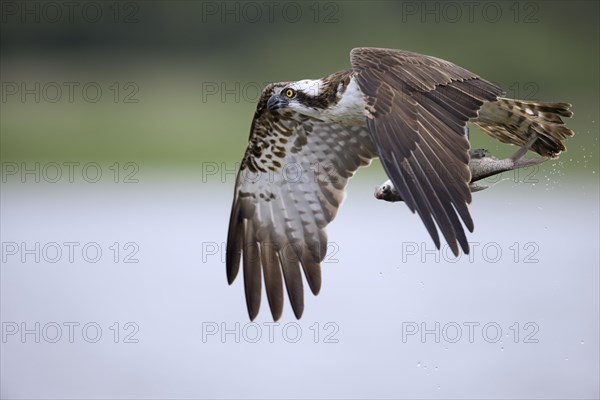 Western osprey