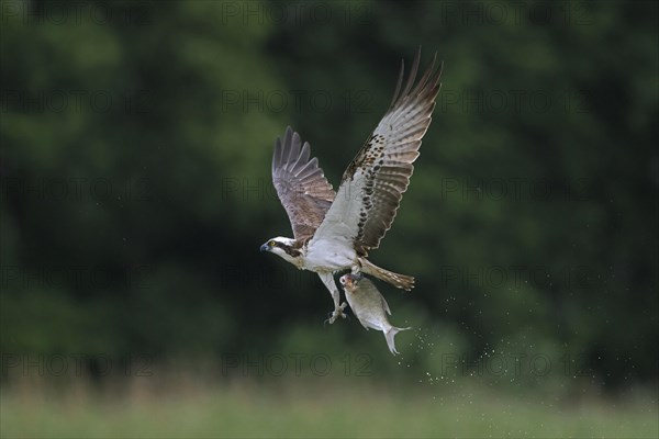 Western osprey