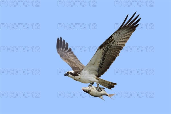 Western osprey