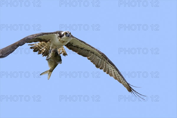 Western osprey