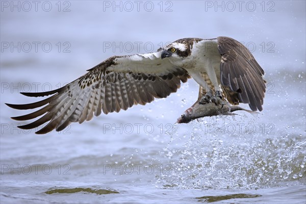 Western osprey