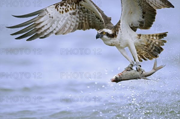 Western osprey