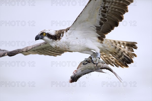 Western osprey