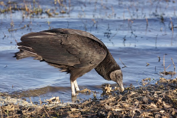 Black Vulture