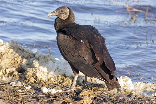 Black Vulture