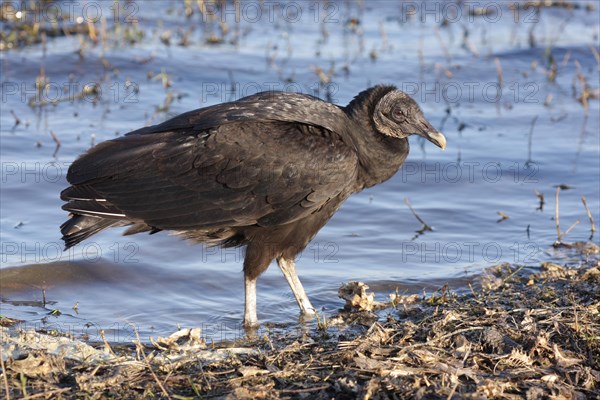 Black Vulture