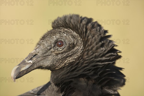 Portrait of Black Vulture