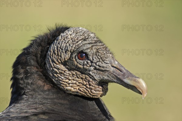 Portrait of Black Vulture