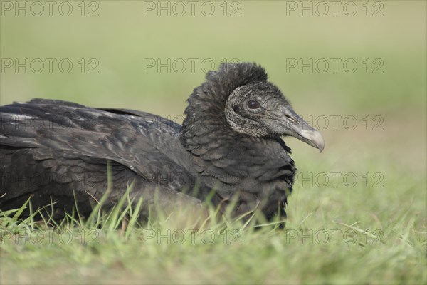 Black Vulture