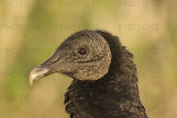 Portrait of Black Vulture