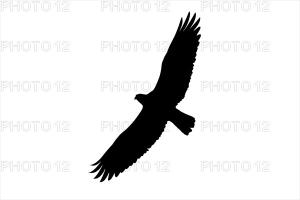 Silhouette of soaring Western osprey