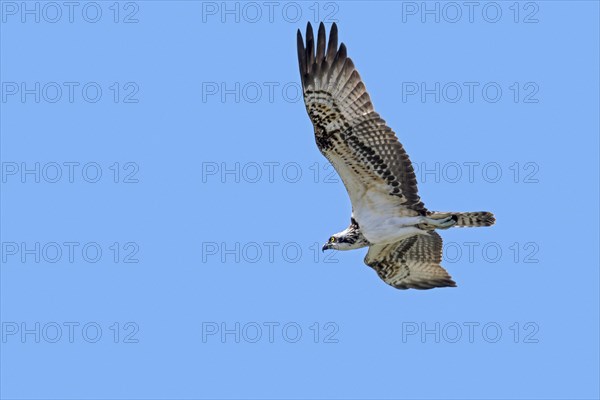 Western osprey