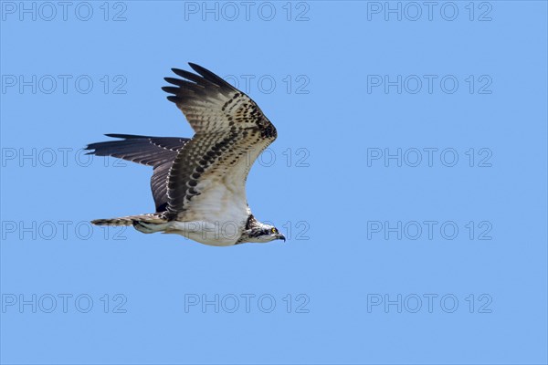 Western osprey