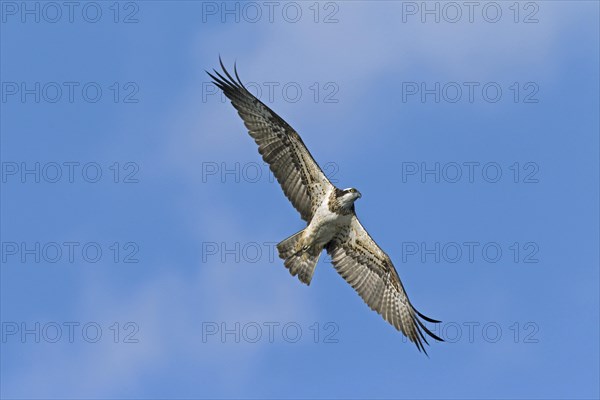 Osprey