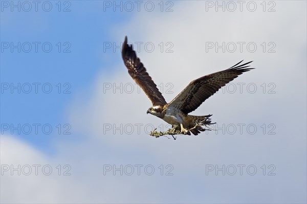 Osprey