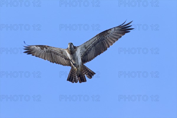 Osprey