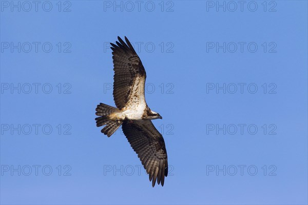 Osprey