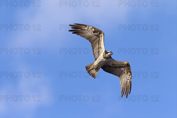 Osprey