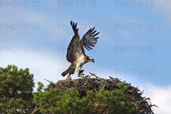 Osprey