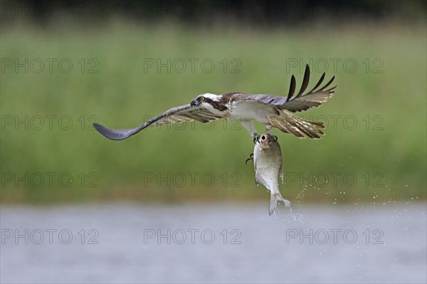 Western osprey