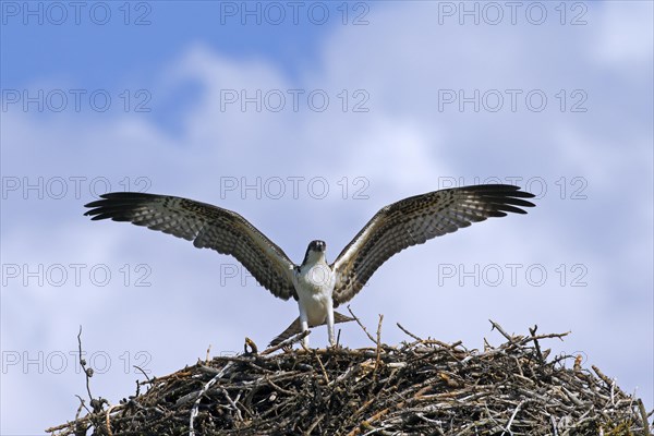 Osprey