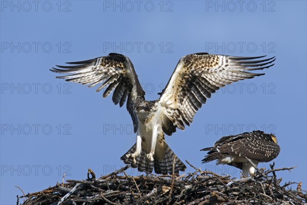 Osprey