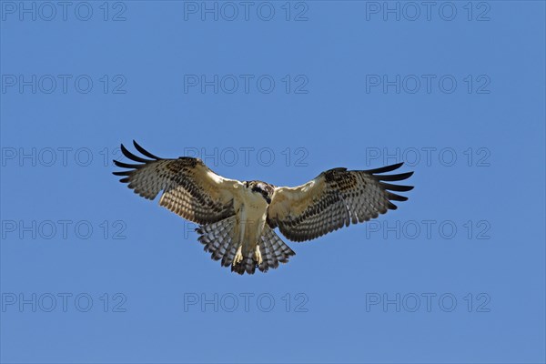 Osprey