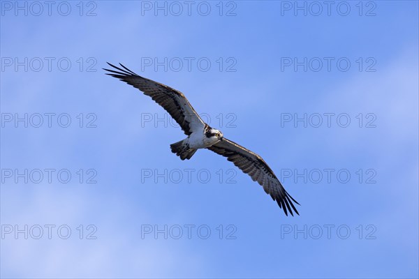 Ringed Western osprey