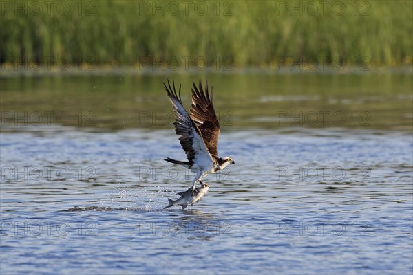 Western osprey