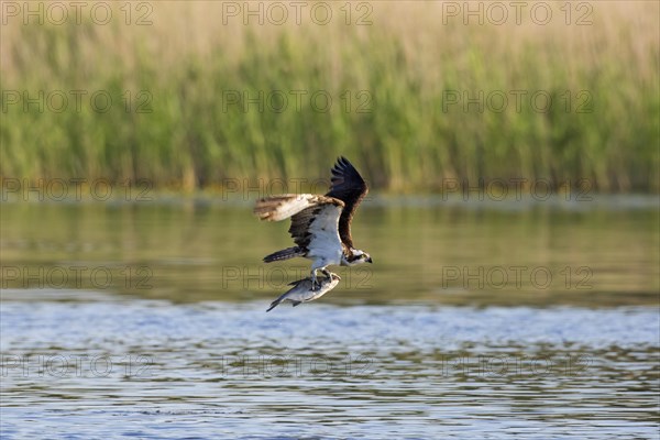 Western osprey