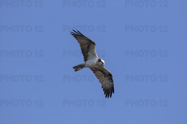 Ringed Western osprey