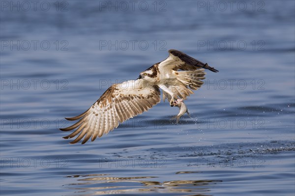 Western osprey