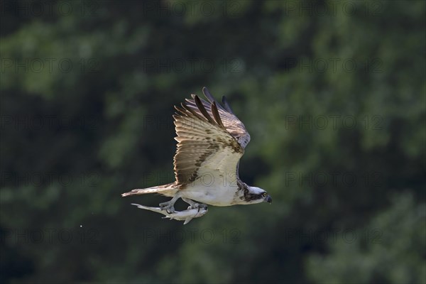 Western osprey