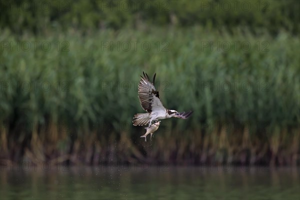 Ringed Western osprey