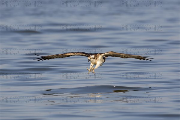 Western osprey