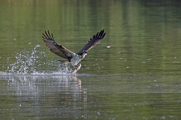 Western osprey